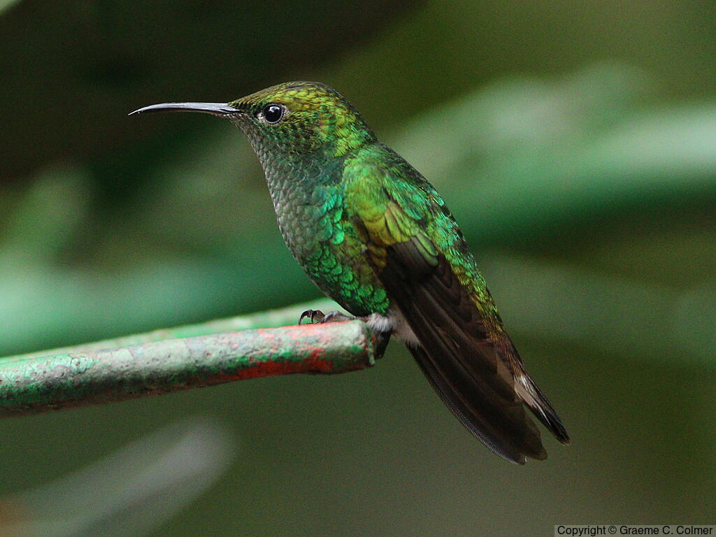 Coppery-headed Emerald (Microchera cupreiceps) - Adult female