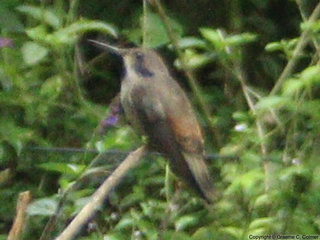 Brown Violetear (Colibri delphinae) - Adult