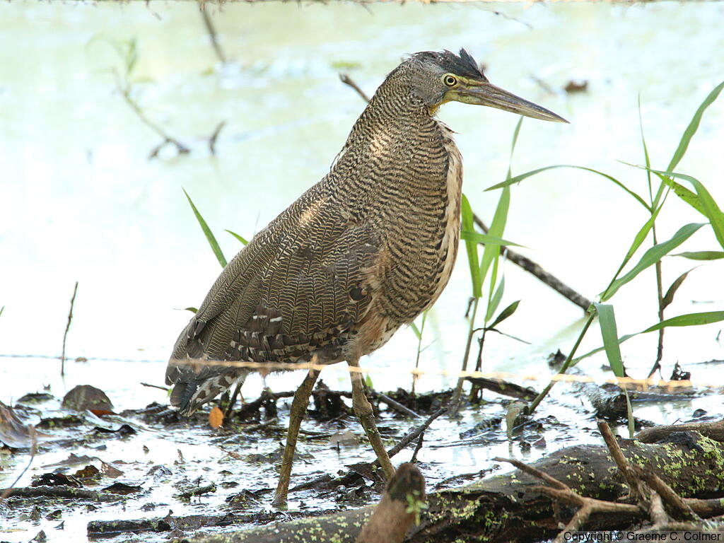Bare-throated Tiger-Heron (Tigrisoma mexicanum) - Adult