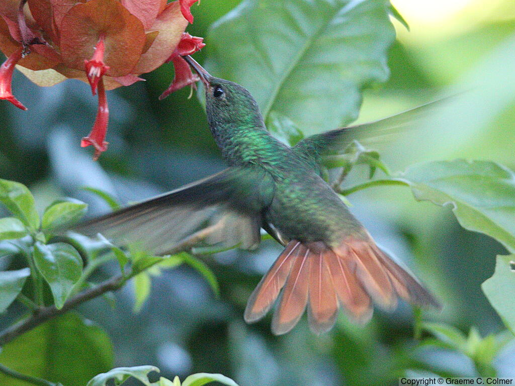 Rufous-tailed Hummingbird (Amazilia tzacatl) - Adult male