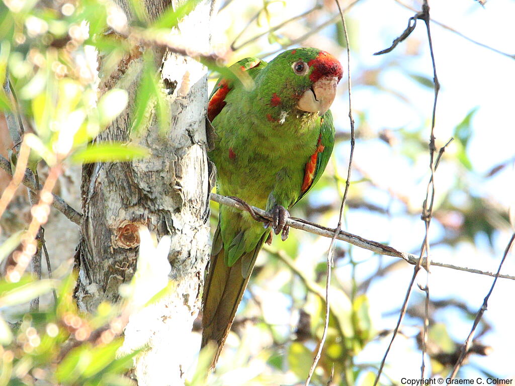 Crimson-fronted Parakeet (Psittacara finschi) - Adult