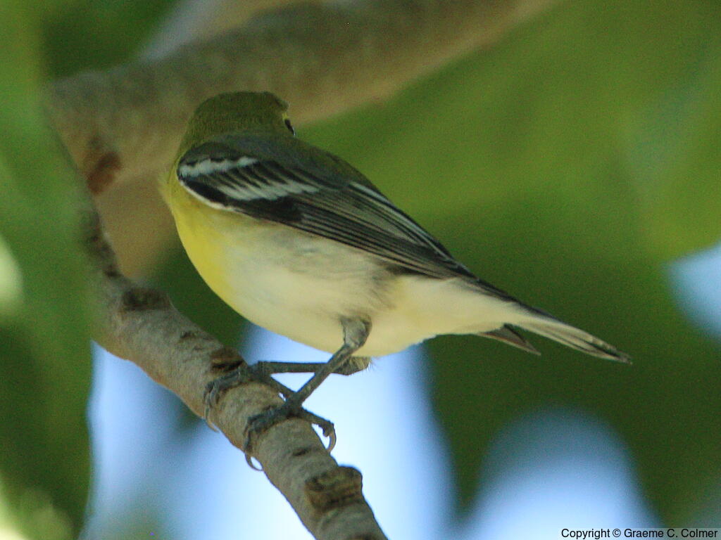 Yellow-throated Vireo (Vireo flavifrons) - Adult