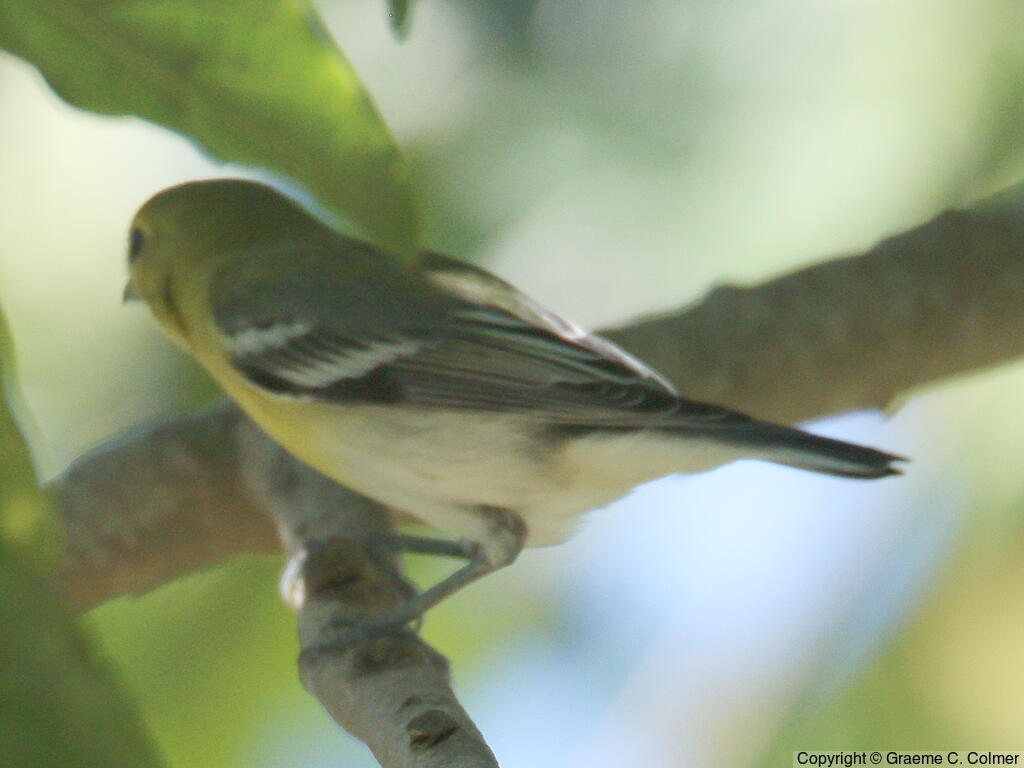 Yellow-throated Vireo (Vireo flavifrons) - Adult