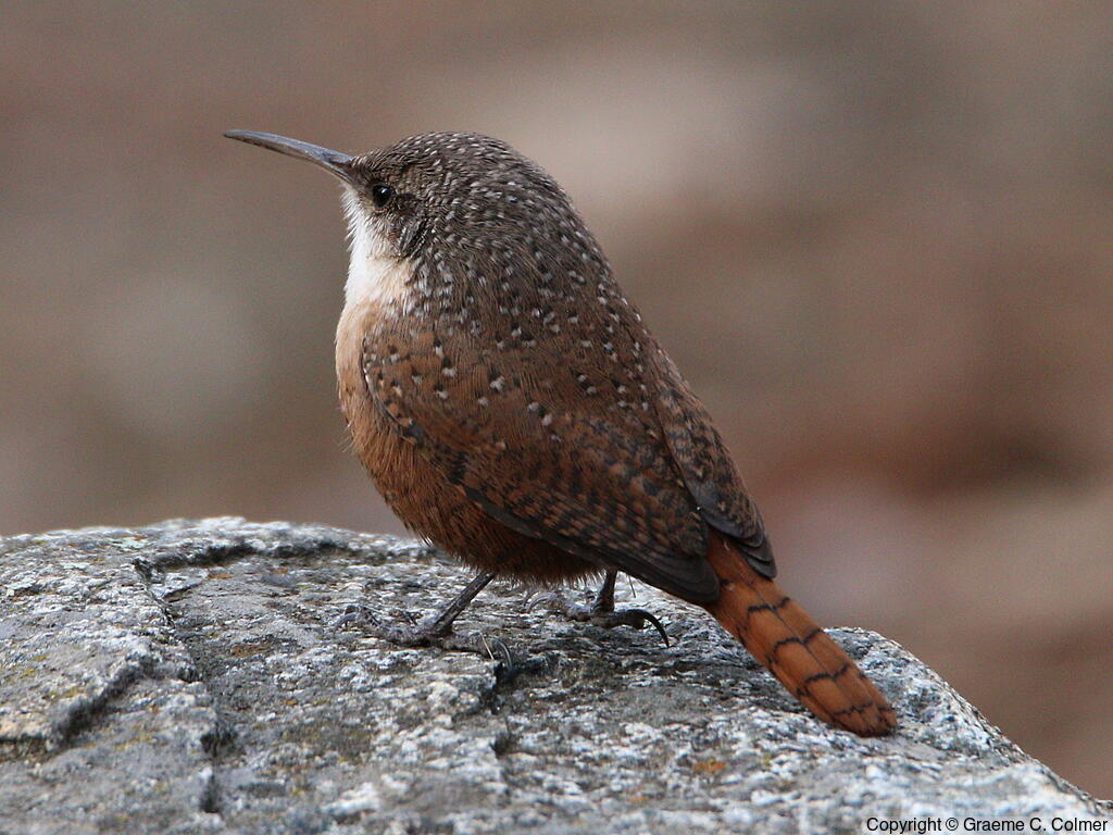 Canyon Wren (Catherpes mexicanus) - Adult