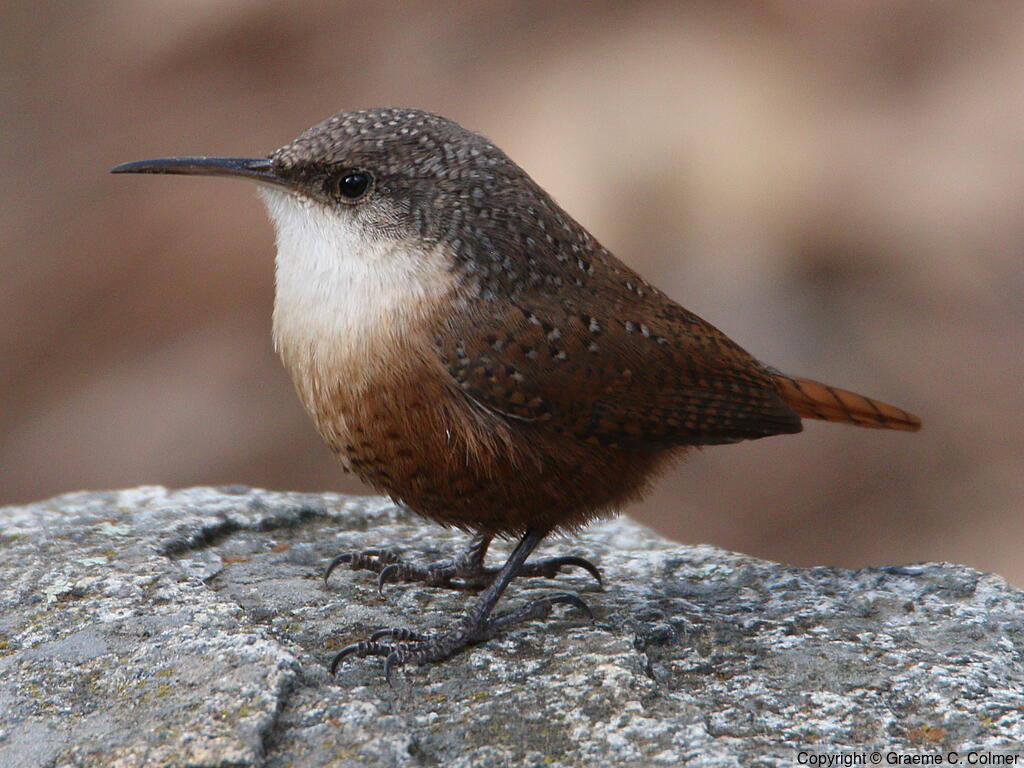 Canyon Wren (Catherpes mexicanus) - Adult