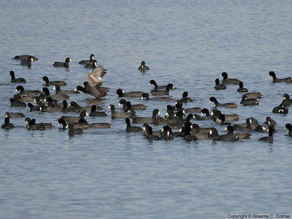 American Coot (Fulica americana) - Adults