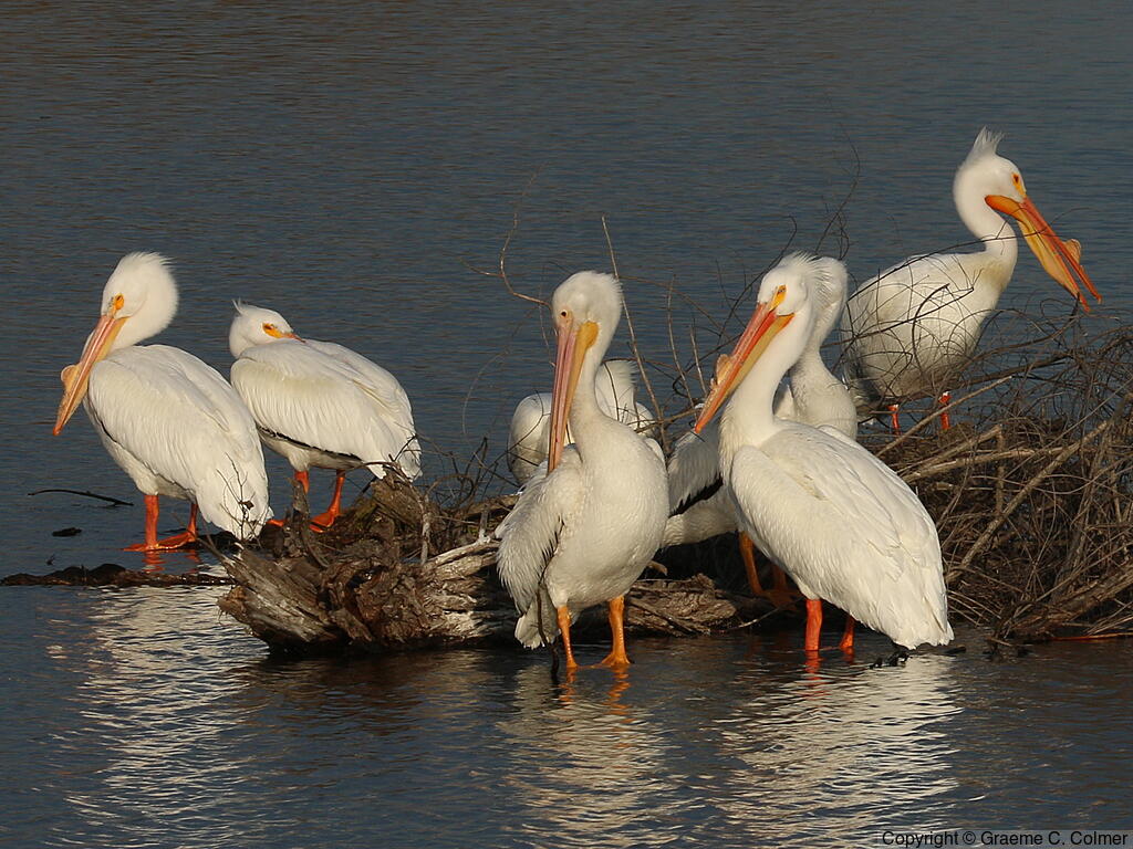 American White Pelican (Pelecanus erythrorhynchos) - Flock