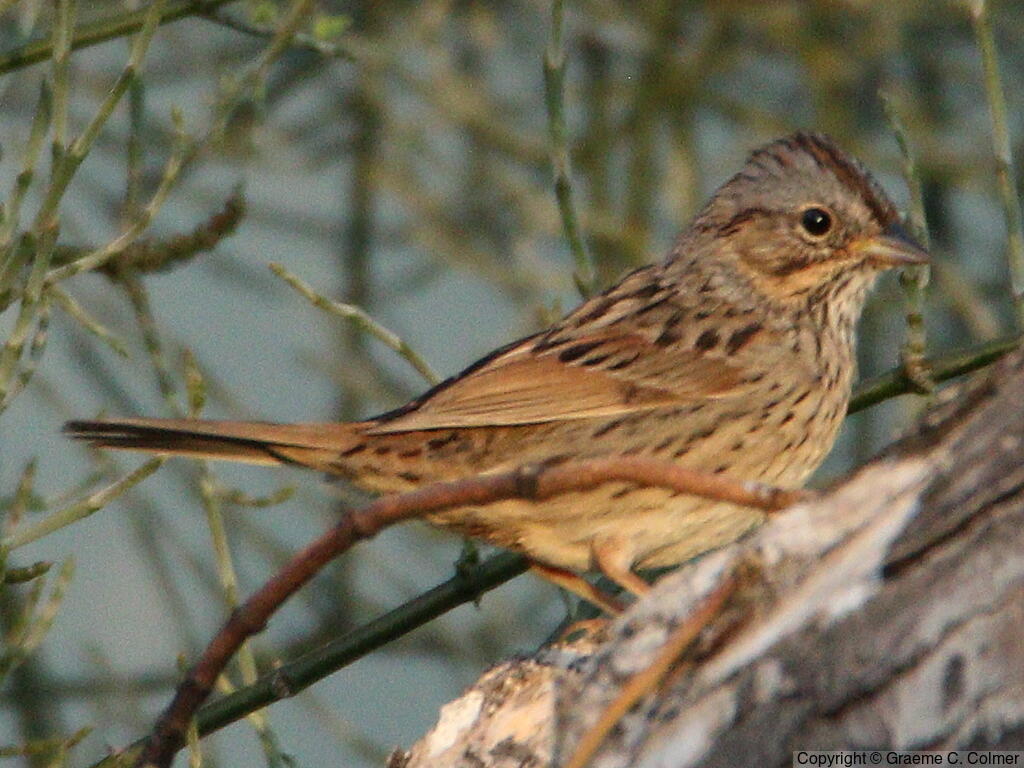Lincoln's Sparrow (Melospiza lincolnii) - Adult