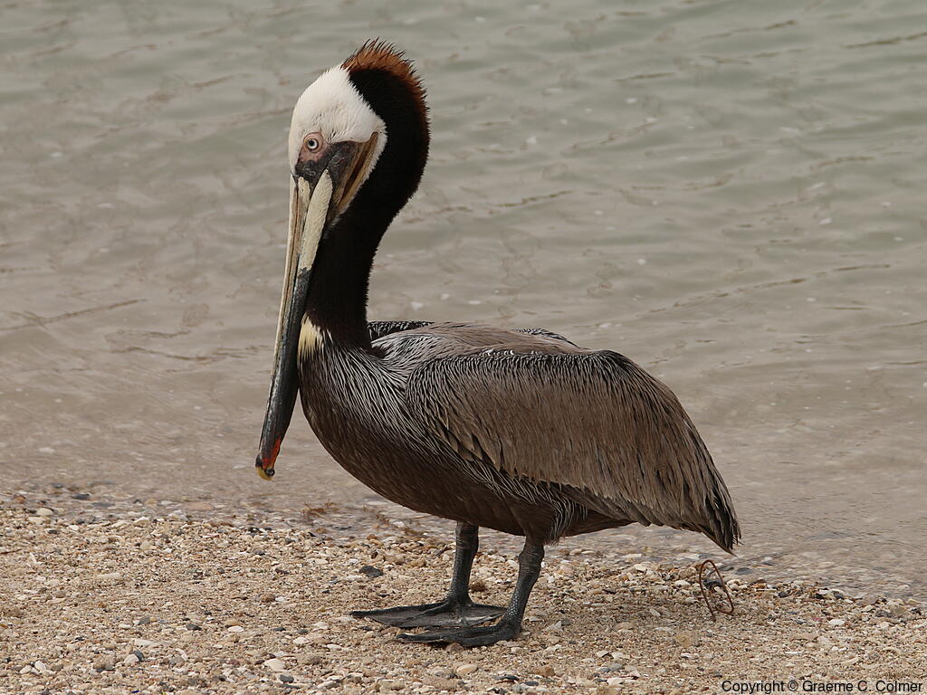 Brown Pelican (Pelecanus occidentalis) - Breeding Adult