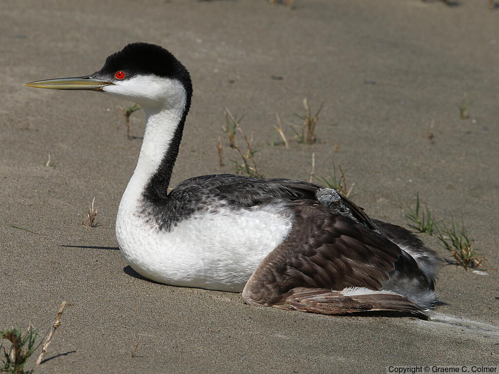 Western Grebe (Aechmophorus occidentalis) - Adult