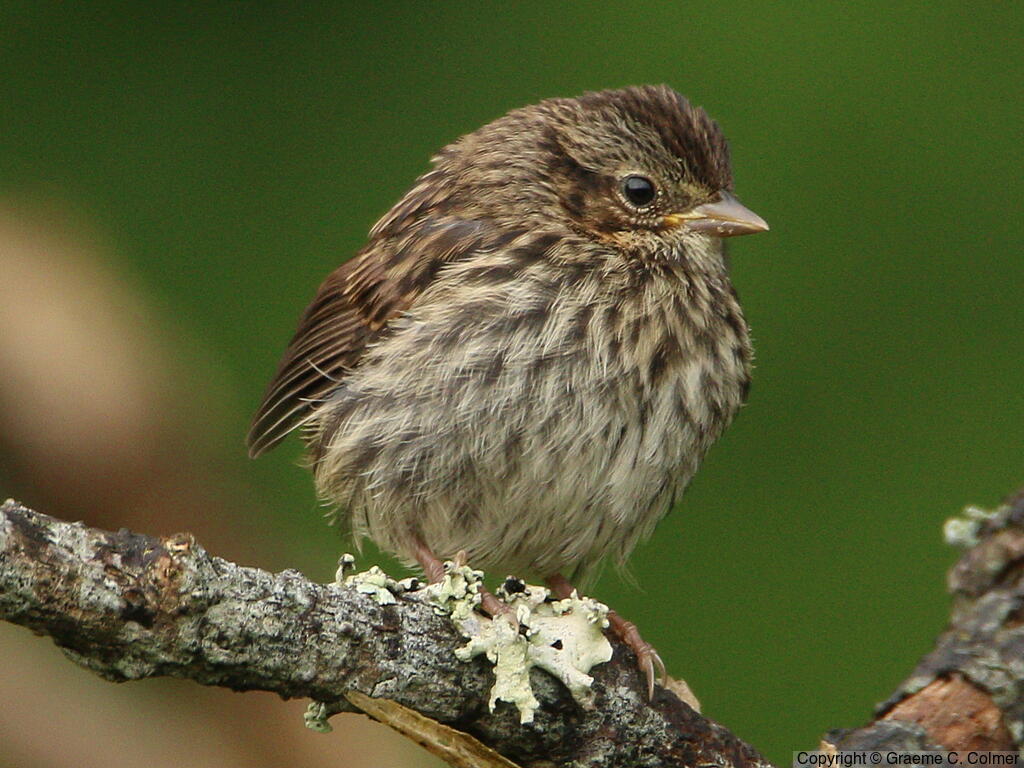Song Sparrow (Melospiza melodia) - Immature