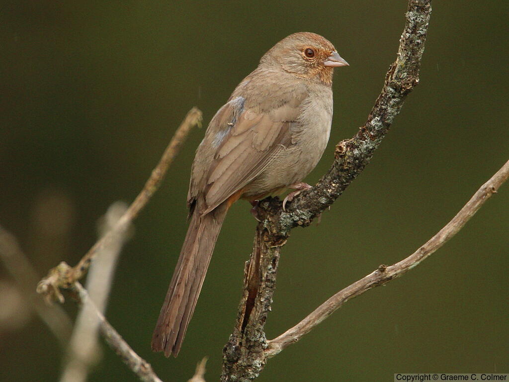California Towhee (Melozone crissalis) - Adult