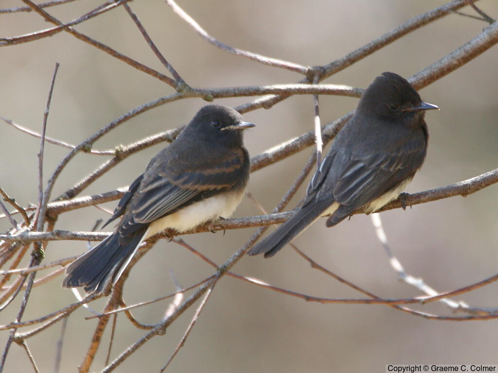 Black Phoebe (Sayornis nigricans) - Juveniles (northern)