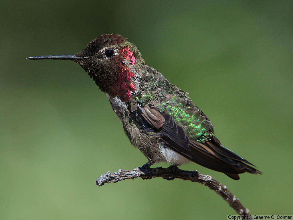 Anna's Hummingbird (Calypte anna) - Adult male