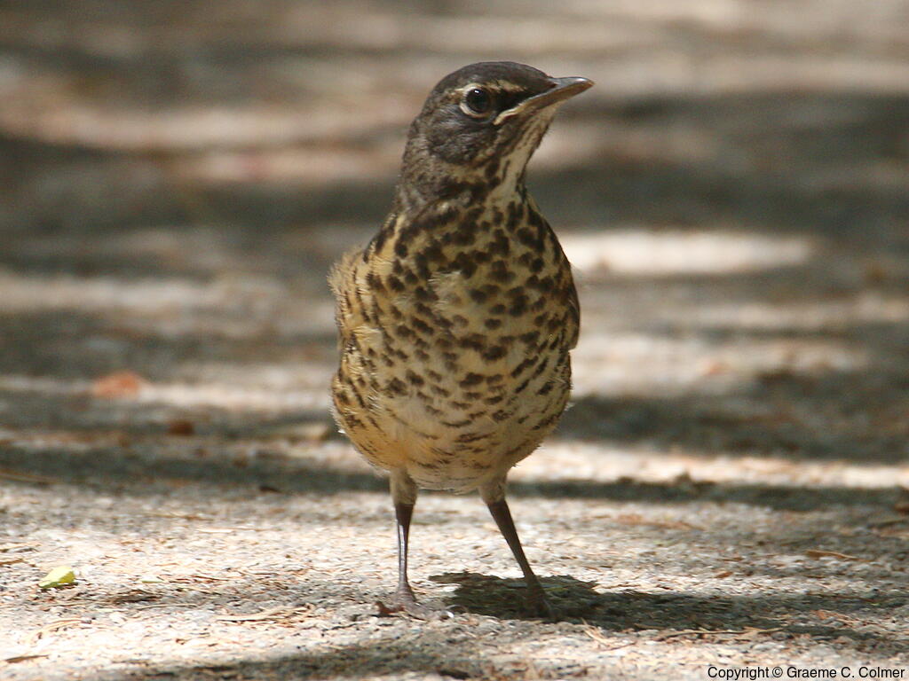 American Robin (Turdus migratorius) - Juvenile