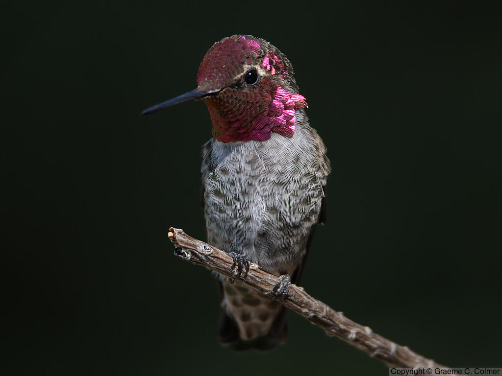 Anna's Hummingbird (Calypte anna) - Adult male