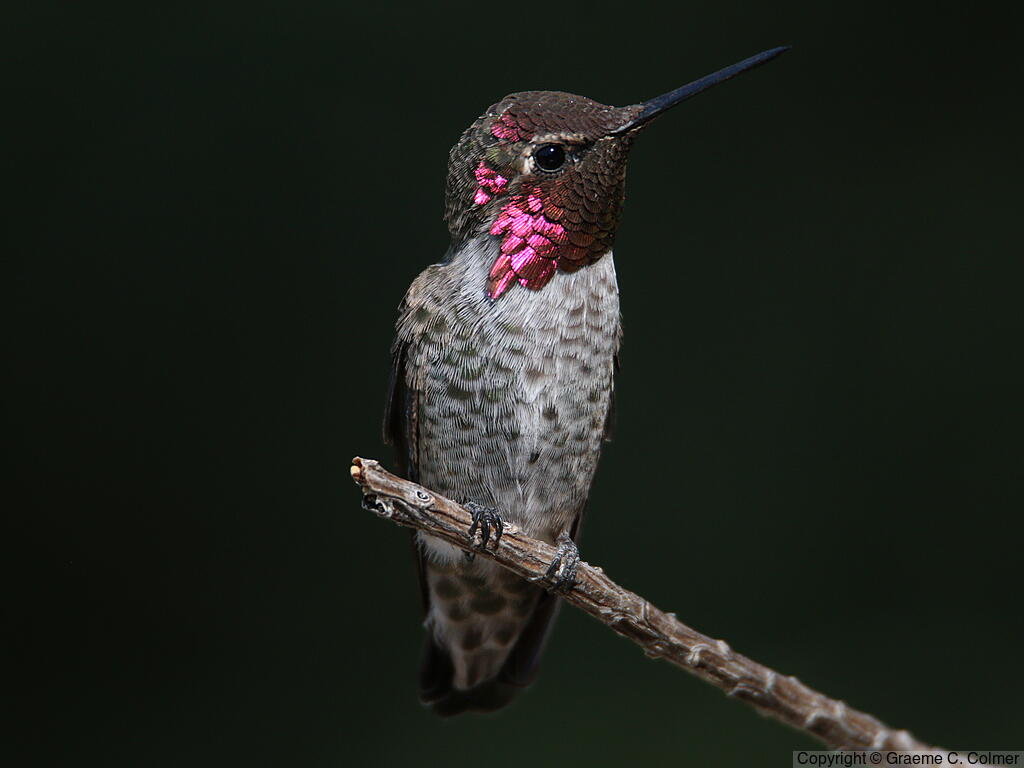 Anna's Hummingbird (Calypte anna) - Adult male