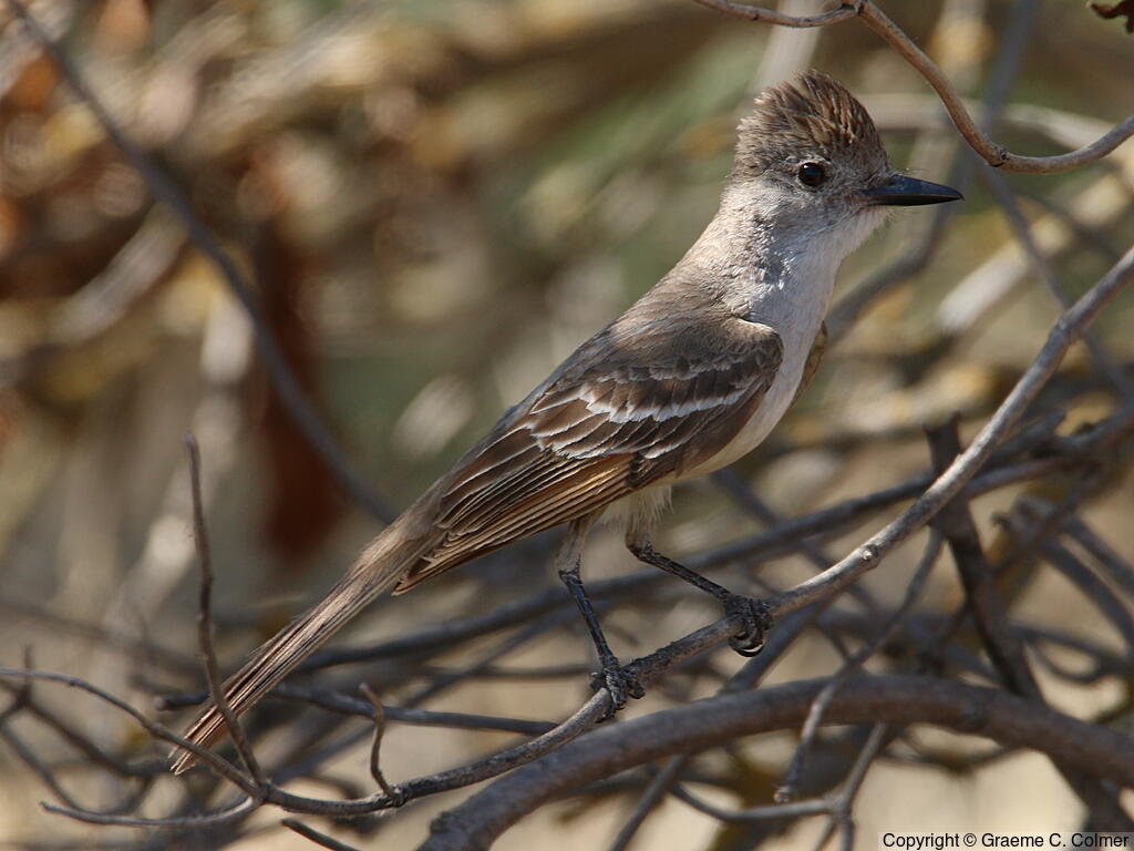 Ash-throated Flycatcher (Myiarchus cinerascens) - Adult