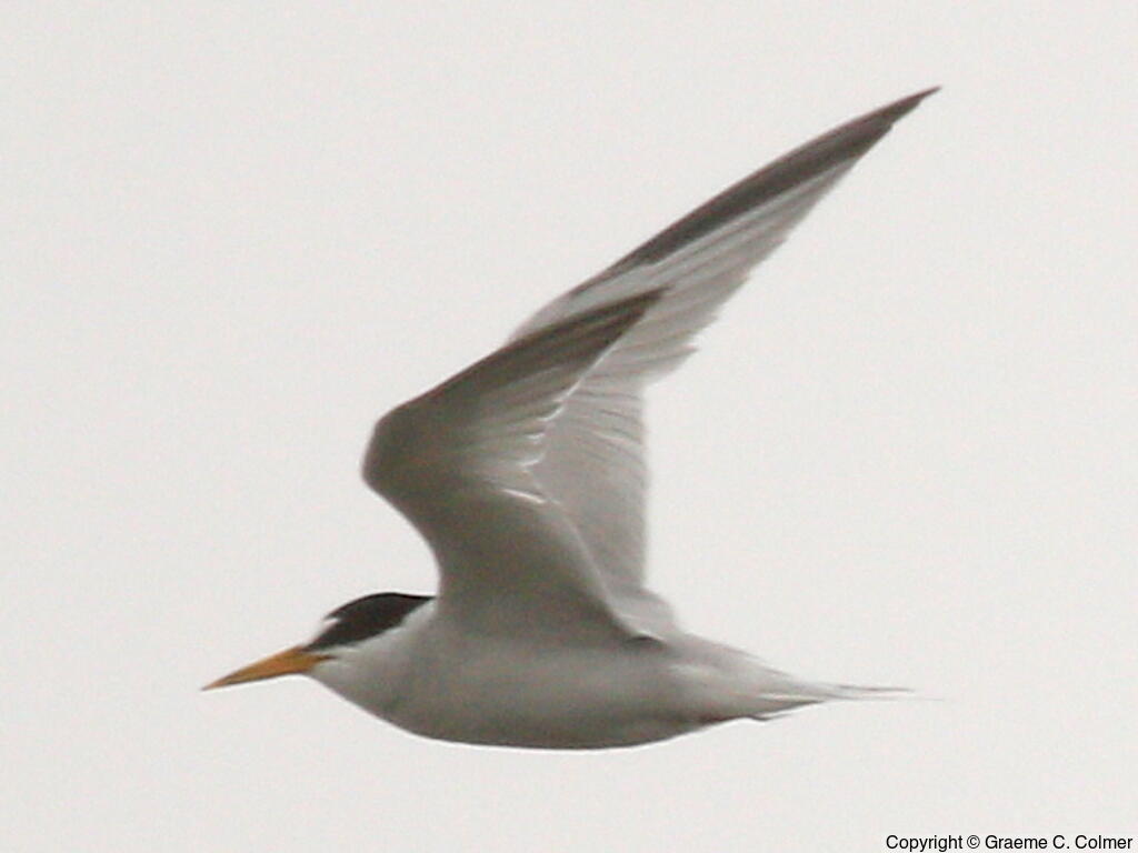 Least Tern (Sternula antillarum) - Adult