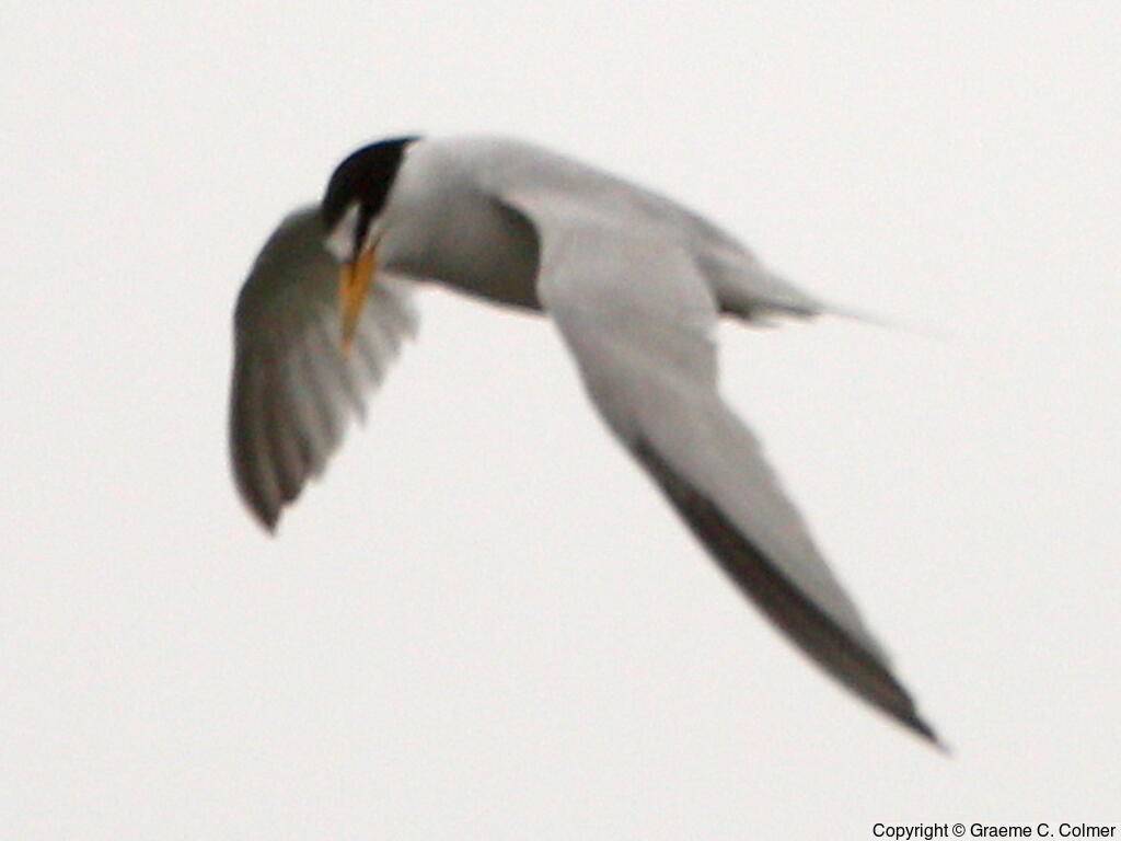 Least Tern (Sternula antillarum) - Adult