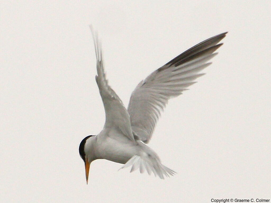 Least Tern (Sternula antillarum) - Adult