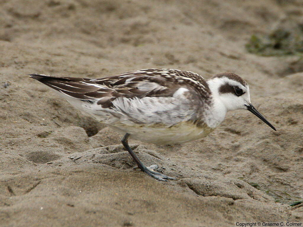 Red-necked Phalarope (Phalaropus lobatus) - Nonbreeding adult