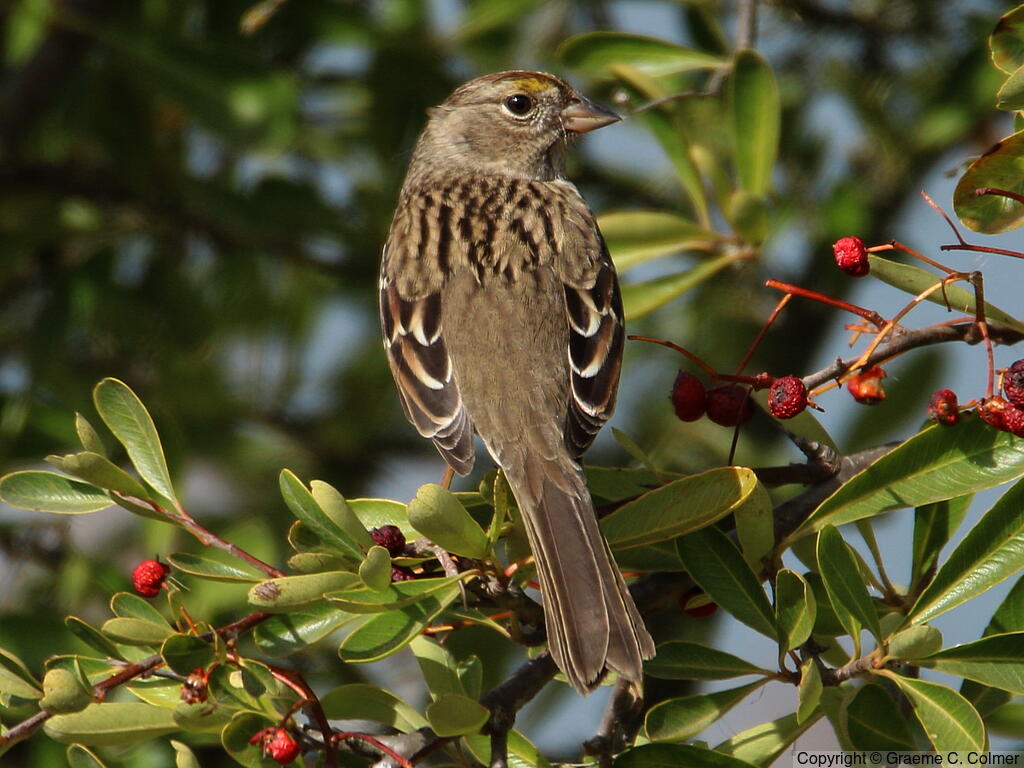 Savannah Sparrow (Passerculus sandwichensis) - Adult