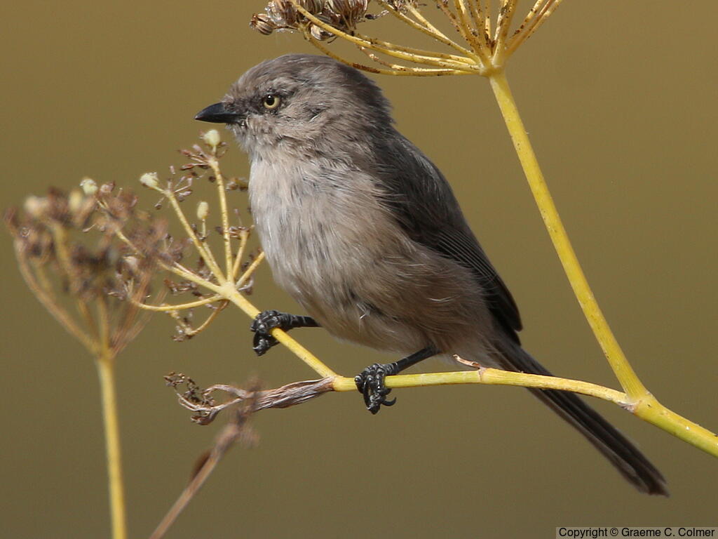 Bushtit (Psaltriparus minimus) - Female (Pacific)
