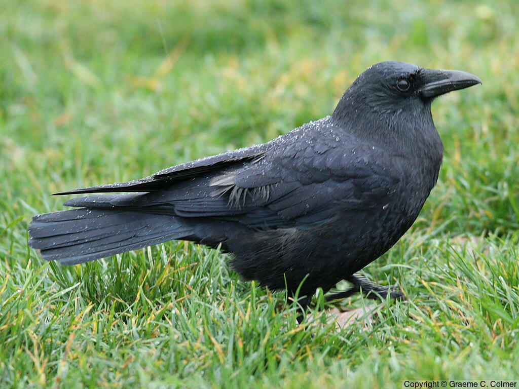 American Crow - Love Your Planet