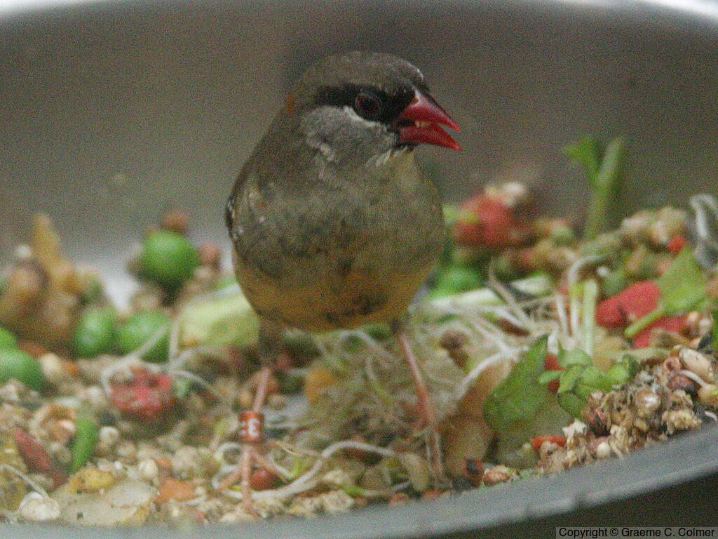 Red Avadavat (Amandava amandava) - Adult female