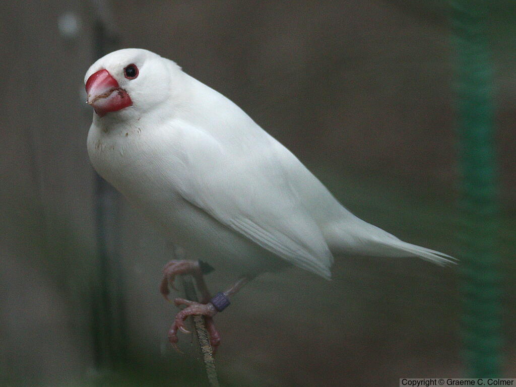 Zebra Finch (Taeniopygia guttata) - Adult (white)