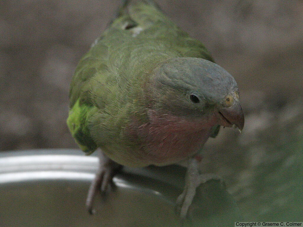 Princess Parrot (Polytelis alexandrae) - Adult
