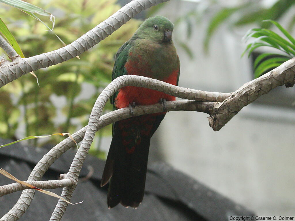 Australian King-Parrot (Alisterus scapularis) - Adult female