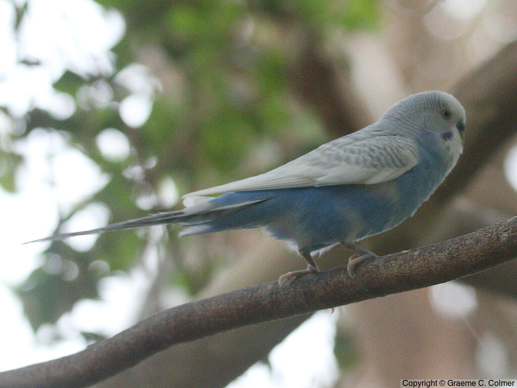 Budgerigar (Melopsittacus undulatus) - Adult