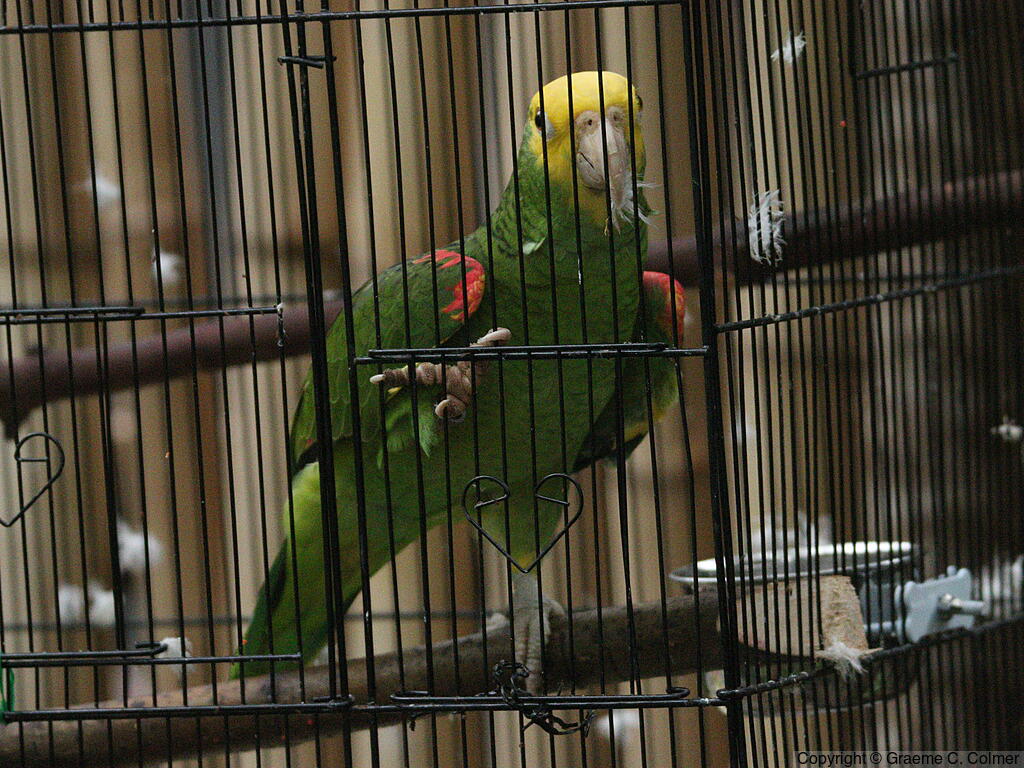 Yellow-headed Amazon (Amazona oratrix) - Adult
