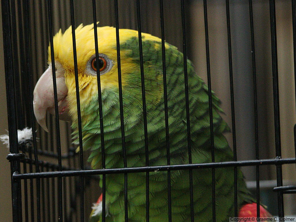 Yellow-headed Amazon (Amazona oratrix) - Adult