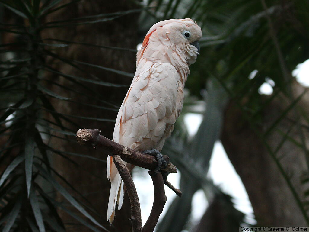 Salmon-crested Cockatoo (Cacatua moluccensis) - Adult