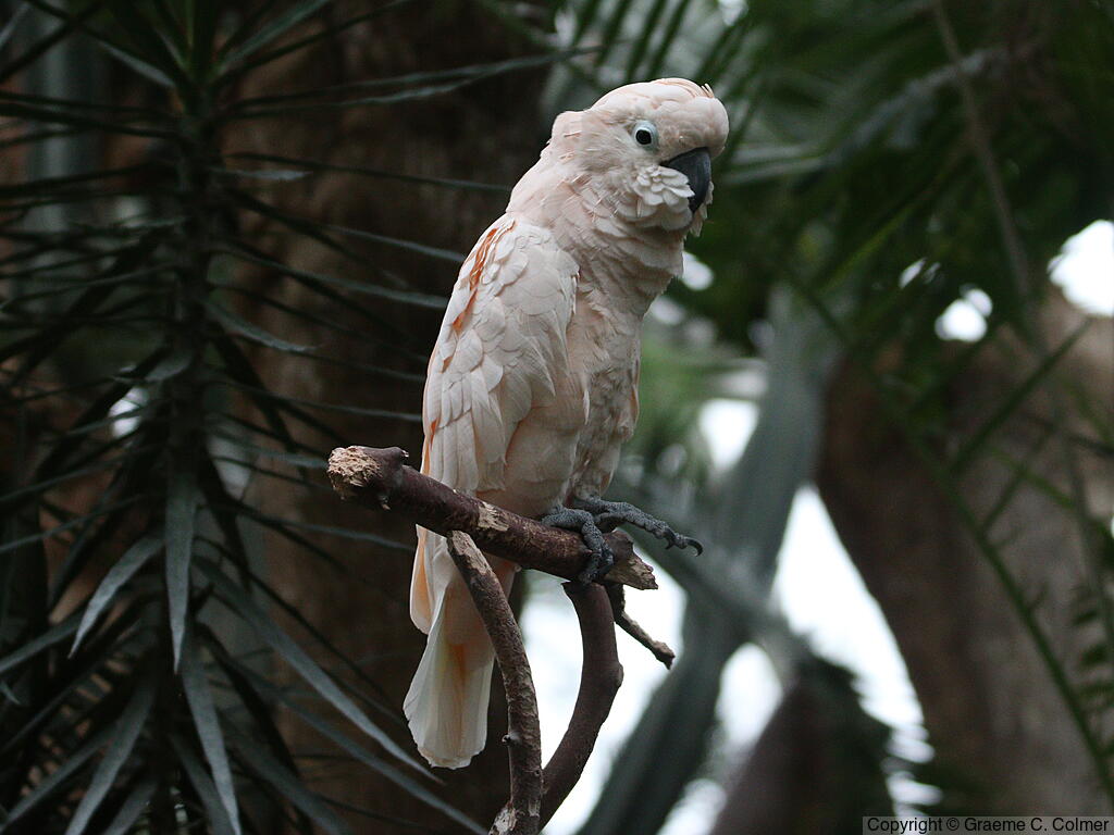 Salmon-crested Cockatoo (Cacatua moluccensis) - Adult