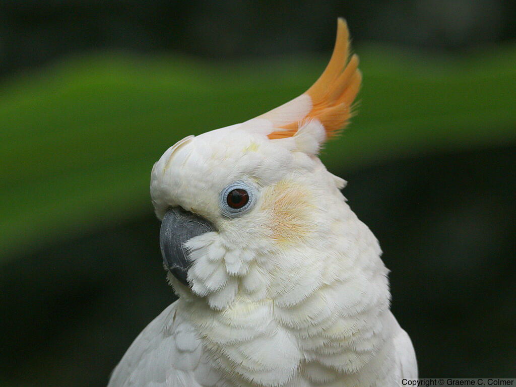 Yellow-crested Cockatoo (Cacatua sulphurea) - Adult