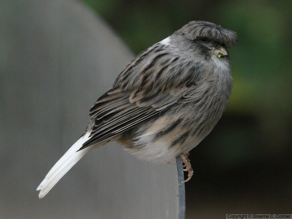 Island Canary (Serinus canaria) - Adult (gloster)