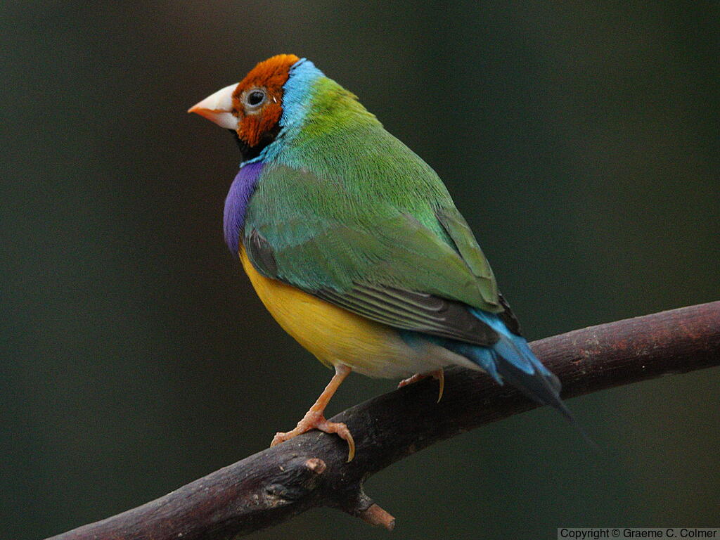 Gouldian Finch (Chloebia gouldiae) - Adult