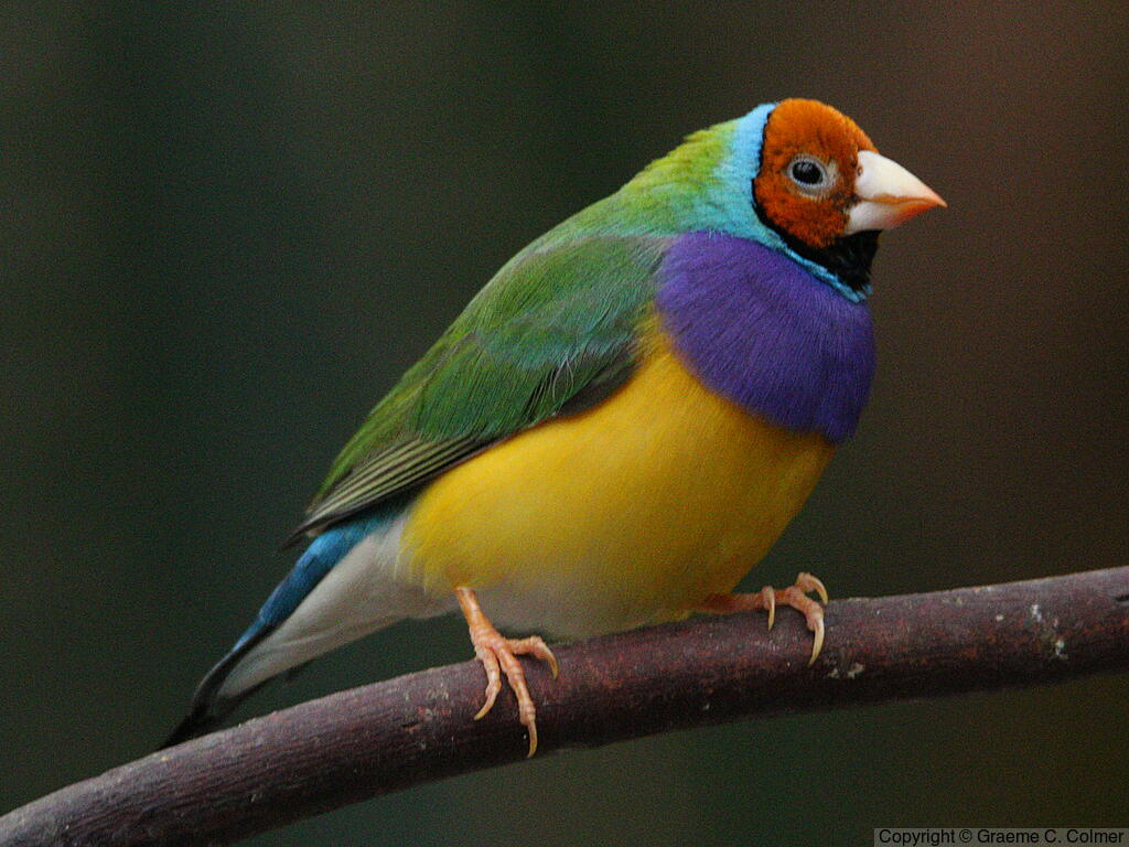 Gouldian Finch (Chloebia gouldiae) - Adult