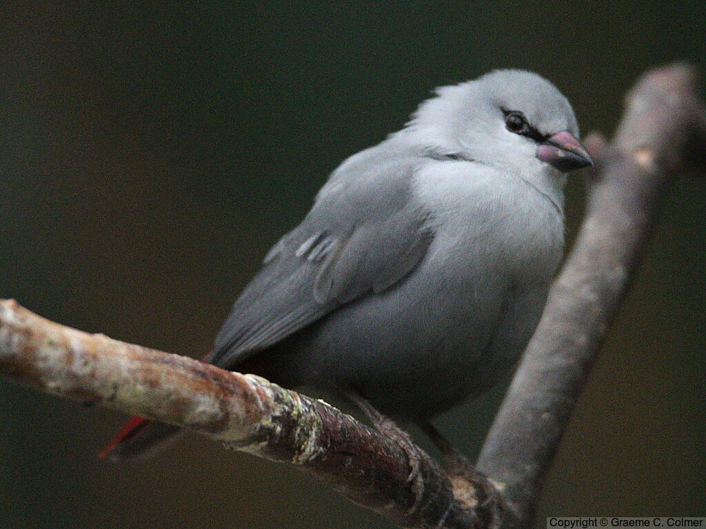 Lavender Waxbill (Glaucestrilda caerulescens) - Adult