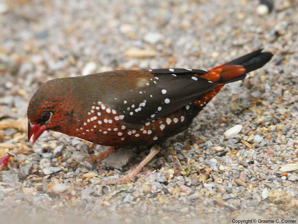Green-backed Twinspot (Mandingoa nitidula) - Adult