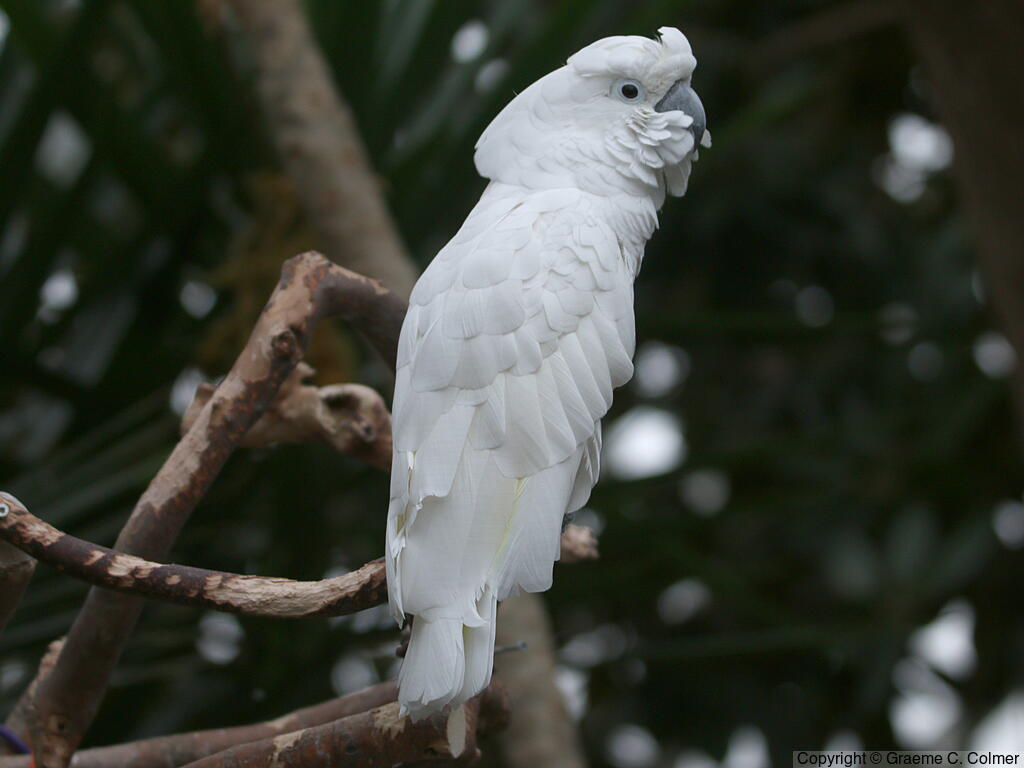 White Cockatoo (Cacatua alba) - Adult