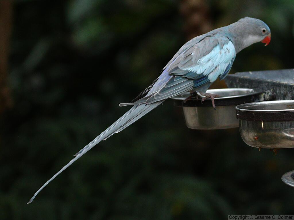 Princess Parrot (Polytelis alexandrae) - Adult