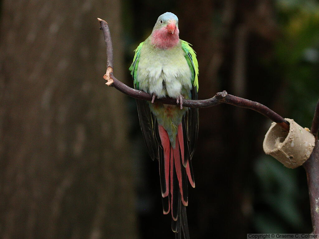 Princess Parrot (Polytelis alexandrae) - Adult