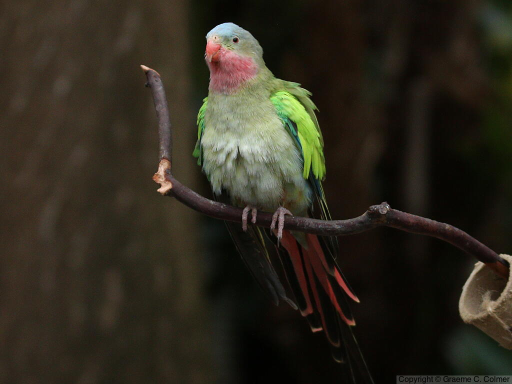 Princess Parrot (Polytelis alexandrae) - Adult