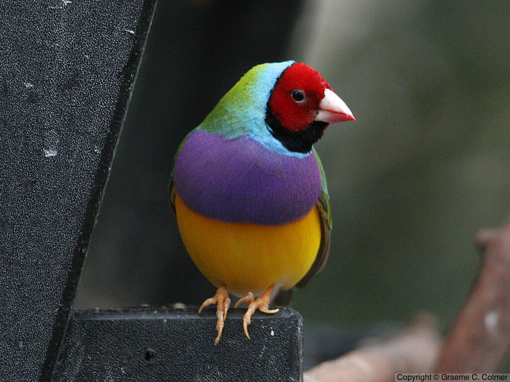 Gouldian Finch (Chloebia gouldiae) - Adult