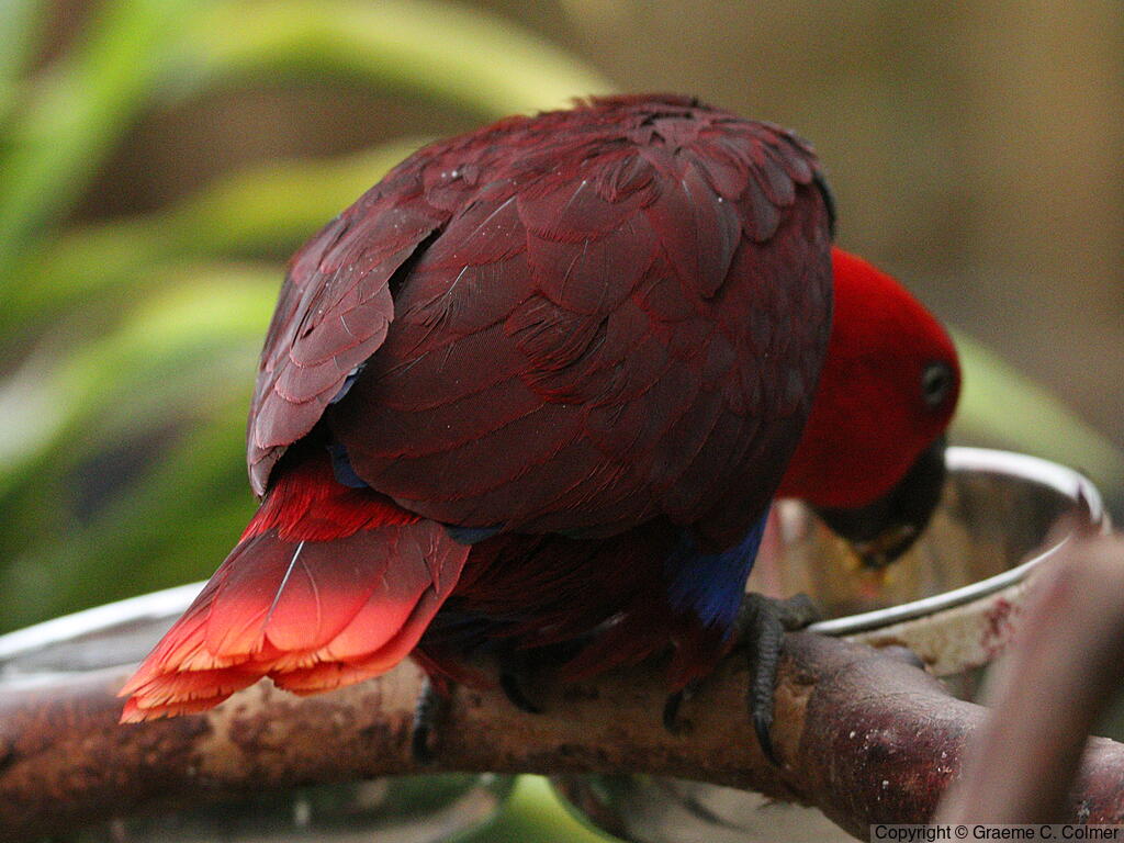 Moluccan Eclectus (Eclectus roratus) - Adult female